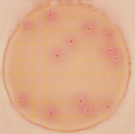 3M高灵敏度大肠菌群测试片